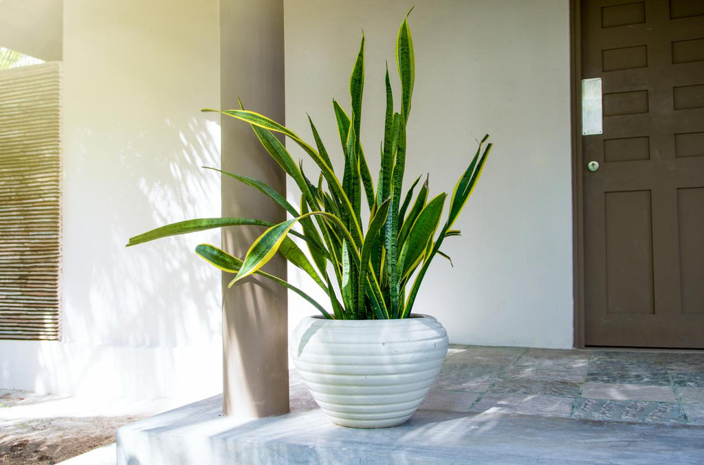 Top 5 Indoor Air Purifying Plants For Your Home